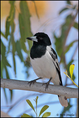 Pied Butcherbird (Cracticus nigrogularis)