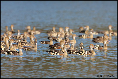 Plumed Whistling-Duck (Dendrocygna eytoni)