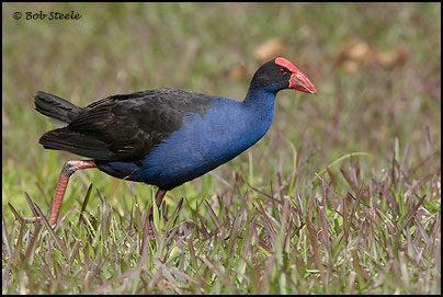 Purple Swamphen (Porphyrio porphyrio)
