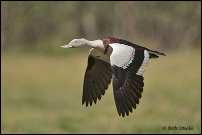 Radjah Shelduck (Tadorna radjah)