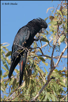 Red-tailed Black-Cockatoo (Calyptorhynchus banksii)