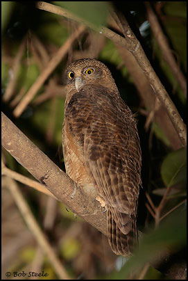 Rufous Owl (Ninox rufa)