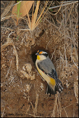 Striated Pardalote (Pardalotus striatus)