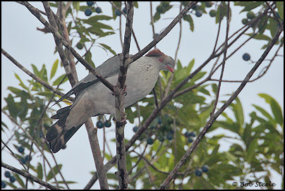 &nbsp;Topknot Pigeon (Lopholaimus antarcticus)