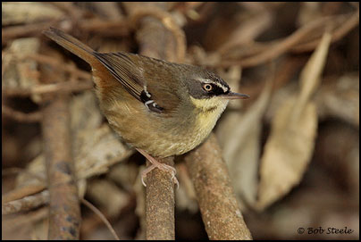 White-browed Scrubwren (Sericornis frontalis)