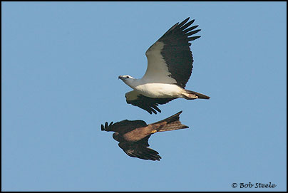 White-bellied Sea-Eagle (Haliaeetus leucogaster)