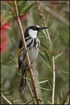 White-cheeked Honeyeater (Phylidonyris nigra)