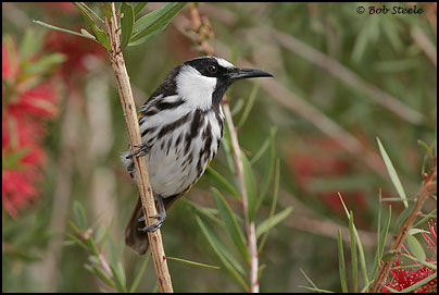 White-cheeked Honeyeater (Phylidonyris nigra)