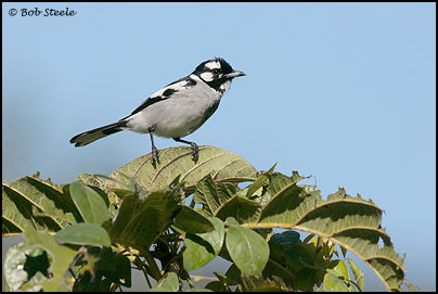 White-eared Monarch (Monarcha leucotis)