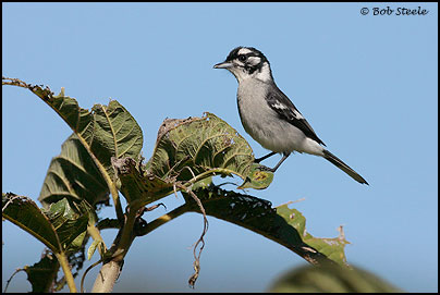 White-eared Monarch (Monarcha leucotis)