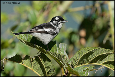 White-eared Monarch (Monarcha leucotis)