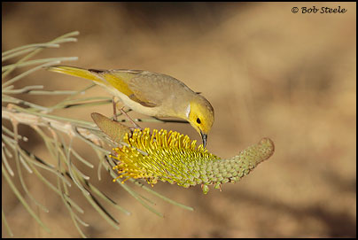 White-plumed Honeyeater (Lichenostomus penicillatus)