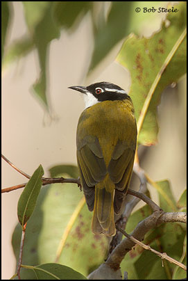 White-throated Honeyeater (Melithreptus albogularis)