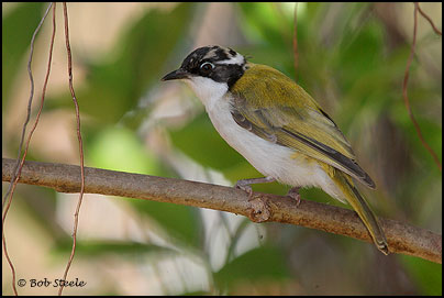 White-throated Honeyeater (Melithreptus albogularis)