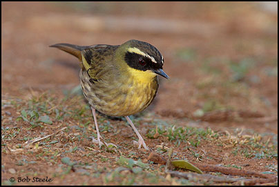 Yellow-throated Scrubwren (Sericornis citreogularis)
