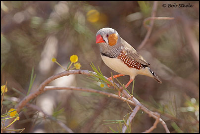 Zebra Finch (Taeniopygia guttata)