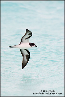 Bonin Petrel (Pterodroma hypoleuca)