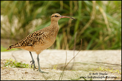 Bristle-thighed Curlew (Numenius tahitiensis)