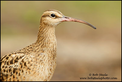 Bristle-thighed Curlew (Numenius tahitiensis)