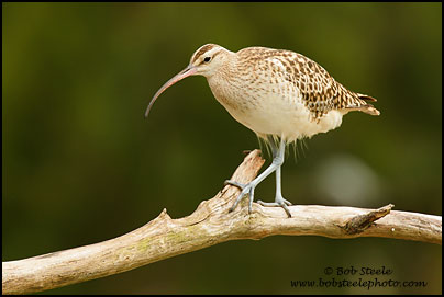 Bristle-thighed Curlew (Numenius tahitiensis)