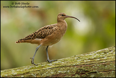 Bristle-thighed Curlew (Numenius tahitiensis)