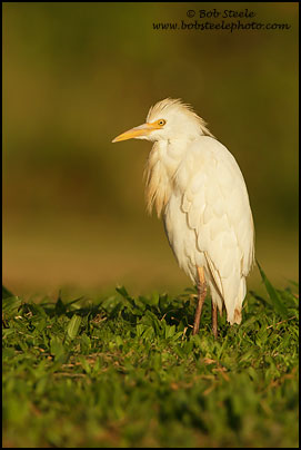 Cattle Egret&nbsp;(Bubulcus ibis)