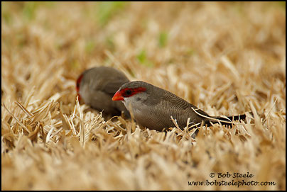 Common Waxbill (Estrilda astrild)