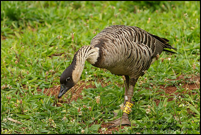 Nene (Branta sandvicensis)