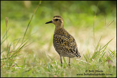 Pacific Golden-Plover (Pluvialis fulva)