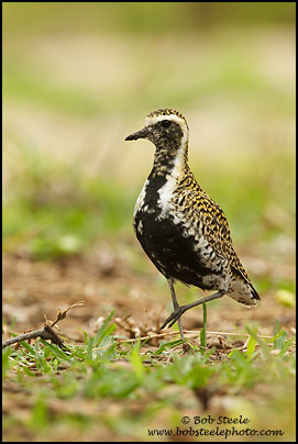 Pacific Golden-Plover (Pluvialis fulva)