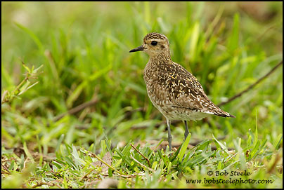 Pacific Golden-Plover (Pluvialis fulva)