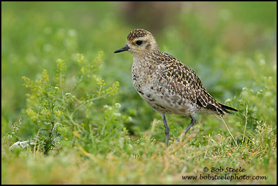 Pacific Golden-Plover (Pluvialis fulva)