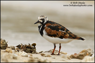 Ruddy Turnstone&nbsp;(Arenaria interpres)