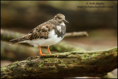 Ruddy Turnstone&nbsp;(Arenaria interpres)