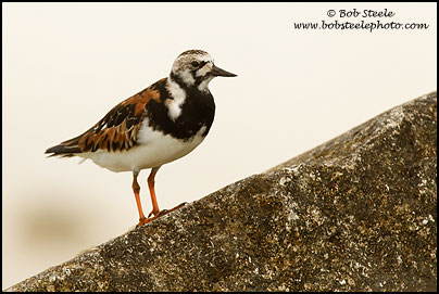 Ruddy Turnstone&nbsp;(Arenaria interpres)