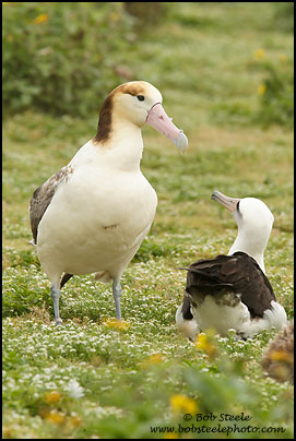Short-tailed Albatross (Phoebastria albatrus)
