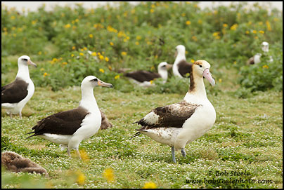 Short-tailed Albatross (Phoebastria albatrus)