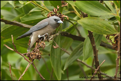 Ashy Woodswallow (Artamus fuscus)
