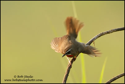 Siberian Rubythroat (Luscinia calliope)