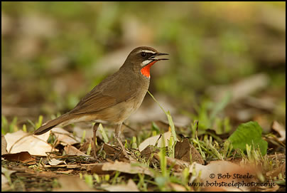 Siberian Rubythroat (Luscinia calliope)