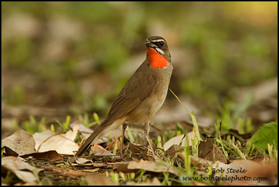 Siberian Rubythroat (Luscinia calliope)