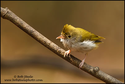 White-bellied Yuhina (Yuhina zantholeuca)