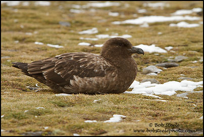Brown Skua (Stercorarius antarcticus)