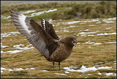 Brown Skua (Stercorarius antarcticus)
