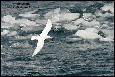 Snow Petrel (Pagodroma nivea)