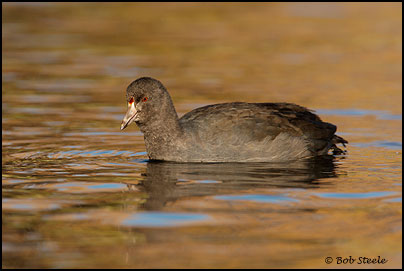 American Coot (Fulica americana)