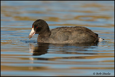 American Coot (Fulica americana)