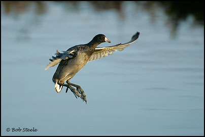 American Coot (Fulica americana)