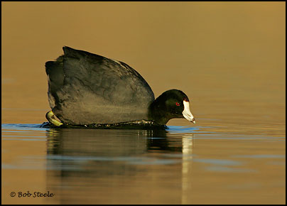American Coot (Fulica americana)