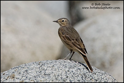 American Pipit (Anthus rubescens)